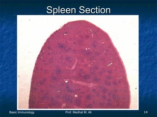 Spleen Section

Basic Immunology

Prof. Medhat M. Ali

14

 