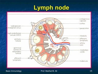 Lymph node

Basic Immunology

Prof. Medhat M. Ali

15

 