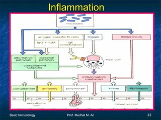 Inflammation

Basic Immunology

Prof. Medhat M. Ali

22

 