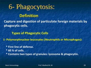 Definition
Capture and digestion of particulate foreign materials by
phagocytic cells.
Types of Phagocytic Cells
1- Polymorphnuclear leucocytes (Neutrophils or Microphages):
* First line of defense.
* 60 % of cells.
* Contains two types of granules: lyzosome & phagocytin.

Basic Immunology

Prof. Medhat M. Ali

28

 