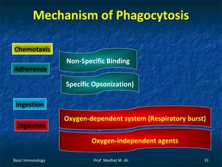 Mechanism of Phagocytosis
Chemotaxis
Adherence

Non-Specific Binding
Specific Opsonization)

Ingestion
Digestion

Oxygen-dependent system (Respiratory burst)
Oxygen-independent agents

Basic Immunology

Prof. Medhat M. Ali

31

 