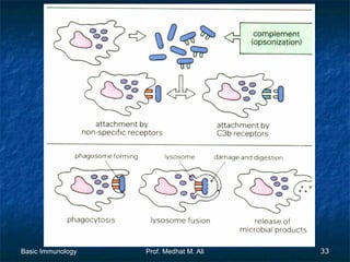 Basic Immunology

Prof. Medhat M. Ali

33

 