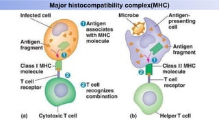 Major histocompatibility complex(MHC)
 