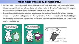 Major histocompatibility complex(MHC)
 Normally when a cell is got diseased or infected with virus then there is a change inside the cell so it cannot
interact properly with neighbor cells and display cell surface marker MHC-I so that T-helper cells will recognize
this surface markers and activate the B-lyphocytes for destruction of this cells.
 In case of bacterial infection, the microbes are attached on the surface of the cell. Macrophages engulf the
microbes and lysis them into fragments. And this fragments they display on surface by MHC-II so that T-helper
cell will recognize and activate B-lymphocytes for producing antibodies against that microbe and T-cytotoxic will
destroy the infected cell.
 