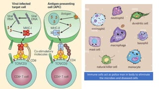 Immune cells act as police man in body to eliminate
the microbes and diseased cells
 