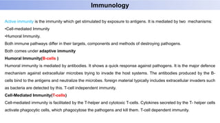 Active immunity is the immunity which get stimulated by exposure to antigens. It is mediated by two mechanisms:
•Cell-mediated Immunity
•Humoral Immunity.
Both immune pathways differ in their targets, components and methods of destroying pathogens.
Both comes under adaptive immunity
Humoral Immunity(B-cells )
Humoral immunity is mediated by antibodies. It shows a quick response against pathogens. It is the major defence
mechanism against extracellular microbes trying to invade the host systems. The antibodies produced by the B-
cells bind to the antigens and neutralize the microbes. foreign material typically includes extracellular invaders such
as bacteria are detected by this. T-cell independent immunity.
Cell-Mediated Immunity(T-cells)
Cell-mediated immunity is facilitated by the T-helper and cytotoxic T-cells. Cytokines secreted by the T- helper cells
activate phagocytic cells, which phagocytose the pathogens and kill them. T-cell dependent immunity.
Immunology
 