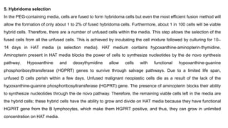 5. Hybridoma selection
In the PEG-containing media, cells are fused to form hybridoma cells but even the most efficient fusion method will
allow the formation of only about 1 to 2% of fused hybridoma cells. Furthermore, about 1 in 100 cells will be viable
hybrid cells. Therefore, there are a number of unfused cells within the media. This step allows the selection of the
fused cells from all the unfused cells. This is achieved by incubating the cell mixture followed by culturing for 10–
14 days in HAT media (a selection media). HAT medium contains hypoxanthine-aminopterin-thymidine.
Aminopterin present in HAT media blocks the power of cells to synthesize nucleotides by the de novo synthesis
pathway. Hypoxanthine and deoxythymidine allow cells with functional hypoxanthine-guanine
phosphoribosyltransferase (HGPRT) genes to survive through salvage pathways. Due to a limited life span,
unfused B cells perish within a few days. Unfused malignant neoplastic cells die as a result of the lack of the
hypoxanthine-guanine phosphoribosyltransferase (HGPRT) gene. The presence of aminopterin blocks their ability
to synthesize nucleotides through the de novo pathway. Therefore, the remaining viable cells left in the media are
the hybrid cells; these hybrid cells have the ability to grow and divide on HAT media because they have functional
HGPRT gene from the B lymphocytes, which make them HGPRT positive, and thus, they can grow in unlimited
concentration on HAT media.
 