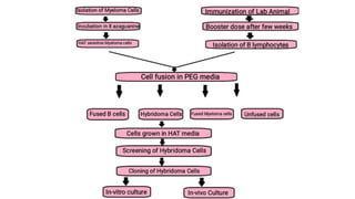 immunology by Bulet sir.pptx
