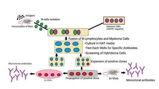 immunology by Bulet sir.pptx