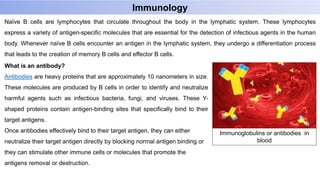 Naïve B cells are lymphocytes that circulate throughout the body in the lymphatic system. These lymphocytes
express a variety of antigen-specific molecules that are essential for the detection of infectious agents in the human
body. Whenever naïve B cells encounter an antigen in the lymphatic system, they undergo a differentiation process
that leads to the creation of memory B cells and effector B cells.
What is an antibody?
Antibodies are heavy proteins that are approximately 10 nanometers in size.
These molecules are produced by B cells in order to identify and neutralize
harmful agents such as infectious bacteria, fungi, and viruses. These Y-
shaped proteins contain antigen-binding sites that specifically bind to their
target antigens.
Once antibodies effectively bind to their target antigen, they can either
neutralize their target antigen directly by blocking normal antigen binding or
they can stimulate other immune cells or molecules that promote the
antigens removal or destruction.
Immunology
Immunoglobulins or antibodies in
blood
 