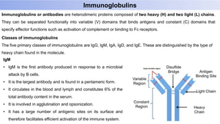 Immunoglobulins
Immunoglobulins or antibodies are heterodimeric proteins composed of two heavy (H) and two light (L) chains.
They can be separated functionally into variable (V) domains that binds antigens and constant (C) domains that
specify effector functions such as activation of complement or binding to Fc receptors.
Classes of immunoglobulins
The five primary classes of immunoglobulins are IgG, IgM, IgA, IgD, and IgE. These are distinguished by the type of
heavy chain found in the molecule.
IgM
• IgM is the first antibody produced in response to a microbial
attack by B cells.
• It is the largest antibody and is found in a pentameric form.
• It circulates in the blood and lymph and constitutes 6% of the
total antibody content in the serum.
• It is involved in agglutination and opsonization.
• It has a large number of antigenic sites on its surface and
therefore facilitates efficient activation of the immune system.
 