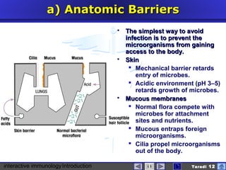 interactive immunologyIntroduction Taradi 12
a)a) AnatomicAnatomic BBarriersarriers
 The simplest way to avoidThe simplest way to avoid
infection is to prevent theinfection is to prevent the
microorganisms from gainingmicroorganisms from gaining
access to the body.access to the body.
 SkinSkin
 Mechanical barrier retards
entry of microbes.
 Acidic environment (pH 3–5)
retards growth of microbes.
 Mucous membranesMucous membranes
 Normal flora compete with
microbes for attachment
sites and nutrients.
 Mucous entraps foreign
microorganisms.
 Cilia propel microorganisms
out of the body.
 