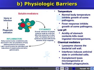interactive immunologyIntroduction Taradi 13
b)b) PhysiologicPhysiologic BBarriersarriers
 TemperatureTemperature
 Normal body temperature
inhibits growth of some
pathogens.
 Fever response inhibits
growth of some pathogens.
 Low pHLow pH
 Acidity of stomach
contents kills most
ingested microorganisms.
 Chemical mediatorsChemical mediators
 Lysozyme cleaves the
bacterial cell wall.
 Interferon induces antiviral
state in uninfected cells.
 Complement lyses
microorganisms or
facilitates phagocytosis.
 
