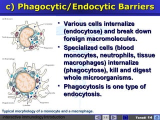 interactive immunologyIntroduction Taradi 14
c)c) Phagocytic/Phagocytic/EEndocyticndocytic BBarriersarriers
 Various cells internalizeVarious cells internalize
(endocytose) and break down(endocytose) and break down
foreign macromolecules.foreign macromolecules.
 Specialized cells (bloodSpecialized cells (blood
monocytes, neutrophils, tissuemonocytes, neutrophils, tissue
macrophages) internalizemacrophages) internalize
(phagocytose), kill and digest(phagocytose), kill and digest
whole microorganisms.whole microorganisms.
 Phagocytosis is one type ofPhagocytosis is one type of
endocytosis.endocytosis.
Typical morphology of a monocyte and a macrophage.
 