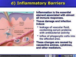 interactive immunologyIntroduction Taradi 15
d)d) InflammatoryInflammatory BBarriersarriers
 Inflammation isInflammation is thethe essentialessential
element associated with almostelement associated with almost
all immune responses.all immune responses.
 Tissue damage and infectionTissue damage and infection
induceinduce
 leakage of vascular fluid,
containing serum proteins
with antibacterial activity
 influx of phagocytic cells into
the affected area.
 These changes are caused byThese changes are caused by
vasoactive amines, cytokines,vasoactive amines, cytokines,
and other mediators.and other mediators.
 