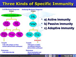 interactive immunologyIntroduction Taradi 23
ThreeThree KKinds ofinds of SSpecificpecific IImmunitymmunity
 a)a) Active immunityActive immunity
 b)b) Passive immunityPassive immunity
 c)c) Adoptive immunityAdoptive immunity
 