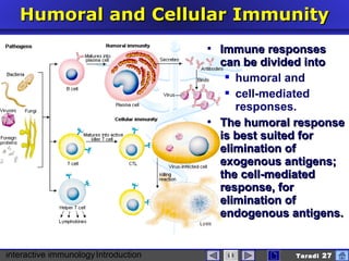 interactive immunologyIntroduction Taradi 27
Humoral and Cellular ImmunityHumoral and Cellular Immunity
 Immune responsesImmune responses
can be divided intocan be divided into
 humoral and
 cell-mediated
responses.
 The humoral responseThe humoral response
is best suited foris best suited for
elimination ofelimination of
exogenous antigens;exogenous antigens;
the cell-mediatedthe cell-mediated
response, forresponse, for
elimination ofelimination of
endogenous antigens.endogenous antigens.
 