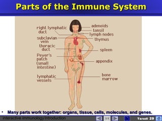 interactive immunologyIntroduction Taradi 29
Parts ofParts of thethe ImmuneImmune SSystemystem
 Many parts work together: organs, tissue, cells, molecules, and genes.Many parts work together: organs, tissue, cells, molecules, and genes.
 
