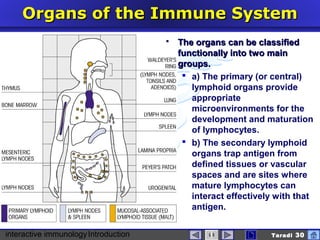 interactive immunologyIntroduction Taradi 30
Organs of the Immune SystemOrgans of the Immune System
 The organs can be classifiedThe organs can be classified
functionally into two mainfunctionally into two main
groups.groups.
 a) The primary (or central)
lymphoid organs provide
appropriate
microenvironments for the
development and maturation
of lymphocytes.
 b) The secondary lymphoid
organs trap antigen from
defined tissues or vascular
spaces and are sites where
mature lymphocytes can
interact effectively with that
antigen.
 