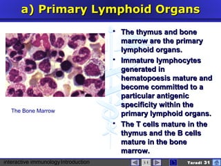 interactive immunologyIntroduction Taradi 31
a)a) Primary Lymphoid OrgansPrimary Lymphoid Organs
 The thymus and boneThe thymus and bone
marrow are the primarymarrow are the primary
lymphoid organs.lymphoid organs.
 Immature lymphocytesImmature lymphocytes
generated ingenerated in
hematopoesis mature andhematopoesis mature and
become committed to abecome committed to a
particular antigenicparticular antigenic
specificity within thespecificity within the
primary lymphoid organs.primary lymphoid organs.
 TheThe T cells matureT cells mature iin then the
thymus andthymus and thethe B cellsB cells
mature in the bonemature in the bone
marrow.marrow.
The Bone Marrow
 
