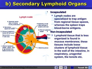 interactive immunologyIntroduction Taradi 32
b)b) Secondary Lymphoid OrgansSecondary Lymphoid Organs
 IncapsulatedIncapsulated
 Lymph nodes are
specialized to trap antigen
from regional tissue spaces,
whereas the spleen traps
blood-borne antigens.
 Non-incapsulatedNon-incapsulated
 Lymphoid tissue that is less
organized is found in
mucous membranes; these
tissues include loose
clusters of lymphoid tissue
in the wall of the intestine, in
respiratory, urogenital
system, the tonsils etc.
 
