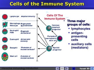 interactive immunologyIntroduction Taradi 33
Cells of the Immune SystemCells of the Immune System
 Three majorThree major
groups of cells:groups of cells:
 lymphocytes
 antigen-
presenting
cells
 auxiliary cells
(mediators)
 