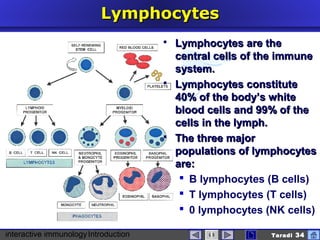 interactive immunologyIntroduction Taradi 34
LymphocytesLymphocytes
 Lymphocytes are theLymphocytes are the
central cells of the immunecentral cells of the immune
system.system.
 Lymphocytes constituteLymphocytes constitute
40% of the body’s white40% of the body’s white
blood cells and 99% of theblood cells and 99% of the
cells in the lymph.cells in the lymph.
 The three majorThe three major
populations of lymphocytespopulations of lymphocytes
are:are:
 B lymphocytes (B cells)
 T lymphocytes (T cells)
 0 lymphocytes (NK cells)
 