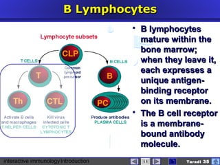 interactive immunologyIntroduction Taradi 35
B LymphocytesB Lymphocytes
 B lymphocytesB lymphocytes
mature within themature within the
bone marrow;bone marrow;
when they leave it,when they leave it,
each expresses aeach expresses a
unique antigen-unique antigen-
binding receptorbinding receptor
on its membrane.on its membrane.
 The BThe B cell receptorcell receptor
is a membrane-is a membrane-
bound antibodybound antibody
molecule.molecule.
 