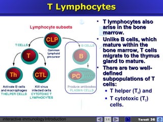 interactive immunologyIntroduction Taradi 36
T LymphocytesT Lymphocytes
 T lymphocytes alsoT lymphocytes also
arise in the bonearise in the bone
marrow.marrow.
 Unlike B cells, whichUnlike B cells, which
mature within themature within the
bone marrow, T cellsbone marrow, T cells
migrate to the thymusmigrate to the thymus
gland to mature.gland to mature.
 There are two well-There are two well-
defineddefined
subpopulations of Tsubpopulations of T
cells:cells:
 T helper (TH) and
 T cytotoxic (TC)
cells.
 
