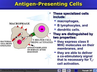 interactive immunologyIntroduction Taradi 37
Antigen-Presenting CellsAntigen-Presenting Cells
 These specialized cellsThese specialized cells
include:include:
 macrophages,
 B lymphocytes, and
 dendritic cells.
 They are distinguished byThey are distinguished by
two properties:two properties:
 they express class II
MHC molecules on their
membranes, and
 they are able to deliver
a co-stimulatory signal
that is necessary for TH-
cell activation.
 