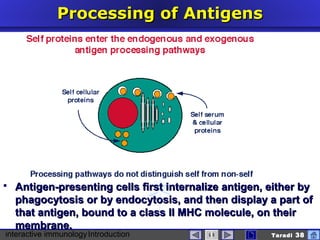 interactive immunologyIntroduction Taradi 38
Processing of AntigensProcessing of Antigens
 Antigen-presenting cells first internalize antigen, either byAntigen-presenting cells first internalize antigen, either by
phagocytosis or by endocytosis, and then display a part ofphagocytosis or by endocytosis, and then display a part of
that antigen, bound to a class II MHC molecule, on theirthat antigen, bound to a class II MHC molecule, on their
membrane.membrane.
 
