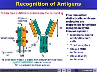 interactive immunologyIntroduction Taradi 40
Recognition of AntigenRecognition of Antigenss
 Four related butFour related but
distinct cell-membranedistinct cell-membrane
molecules aremolecules are
responsible for antigenresponsible for antigen
recognition by therecognition by the
immune system :immune system :
 Membrane-bound
antibodies on B
cells
 T cell receptors
 Class I MHC
molecules
 Class II MHC
molecules
 