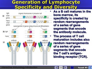interactive immunologyIntroduction Taradi 41
Generation of LymphocyteGeneration of Lymphocyte
Specificity and DiversitySpecificity and Diversity
 As a B cell matures in theAs a B cell matures in the
bone marrow, itsbone marrow, its
specificity is created byspecificity is created by
random rearrangementsrandom rearrangements
of a series of geneof a series of gene
segments that encodesegments that encode
the antibody molecule.the antibody molecule.
 The process of TThe process of T cellcell
maturation includes alsomaturation includes also
random rearrangementsrandom rearrangements
of a series of geneof a series of gene
segments that encodesegments that encode
the Tthe T cell’s antigen-cell’s antigen-
binding receptor (TCR).binding receptor (TCR).
 