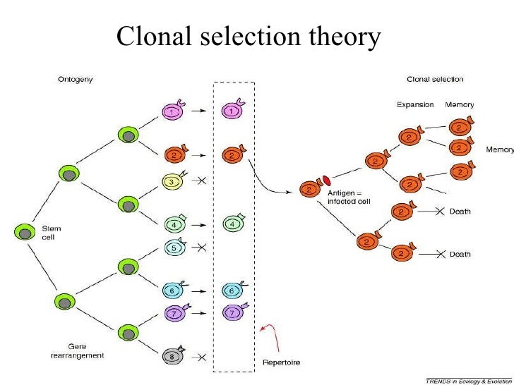 Natural Selection Theory Of Antibody Formation Natural Selection Theory Of Antibody Formation
