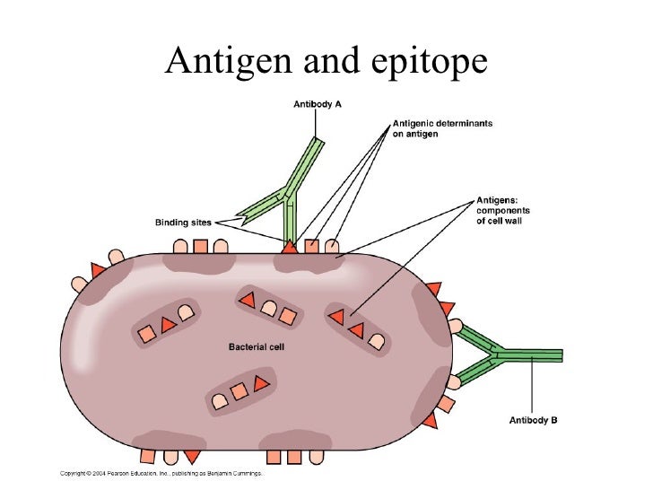 Immunology iii immunoglobulins