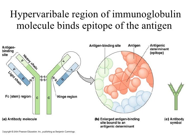 Immunology iii immunoglobulins
