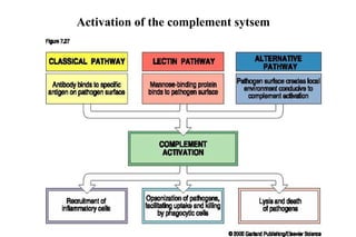 Activation of the complement sytsem 