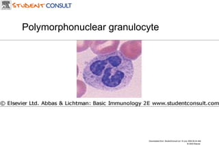 Downloaded from: StudentConsult (on 19 July 2006 06:34 AM) © 2005 Elsevier  Polymorphonuclear granulocyte 