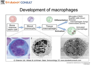 Downloaded from: StudentConsult (on 19 July 2006 06:34 AM) © 2005 Elsevier  Development of macrophages 