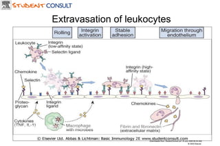 Downloaded from: StudentConsult (on 19 July 2006 06:34 AM) © 2005 Elsevier  Extravasation of leukocytes 
