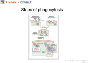 Downloaded from: StudentConsult (on 19 July 2006 06:34 AM) © 2005 Elsevier  Steps of phagocytosis 