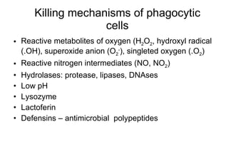 Killing mechanisms of phagocytic cells Reactive metabolites of oxygen (H 2 O 2 , hydroxyl radical (.OH), superoxide anion (O 2 - ), singleted oxygen (.O 2 ) Reactive nitroge n  intermediates (NO, NO 2 ) Hydrolases: protease,   lipases, DNAses Low pH Lysozyme Lactoferin Defensins – antimicrobial  polypeptides 