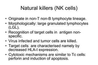 Natural killers (NK cells) Originate in non-T non-B lymphocyte lineage. Morphologically: large granulated lymphocytes (LGL). Recognition of target cells in  antigen non-speci f ic. Virus infected and tumor cells are killed. Target cells  are characterised namely by decreased HLA-I expression. Cytotoxic mechanisms are similar to Tc cells: perforin and induction of apoptosis. 