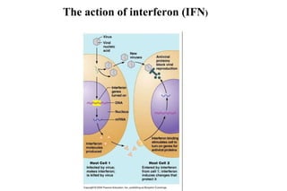 The action of interferon (IFN ) 