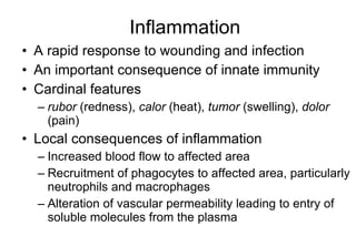 Inflammation A rapid response to wounding and infection An important consequence of innate immunity Cardinal features rubor  (redness),  calor  (heat),  tumor  (swelling),  dolor  (pain) Local consequences of inflammation   Increased blood flow to affected area Recruitment of phagocytes to affected area, particularly neutrophils and macrophages Alteration of vascular permeability leading to entry of soluble molecules from the plasma 