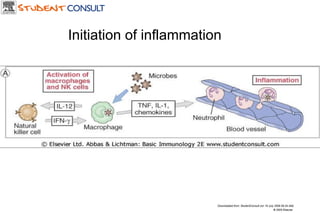 Downloaded from: StudentConsult (on 19 July 2006 06:34 AM) © 2005 Elsevier  Initiation of inflammation 