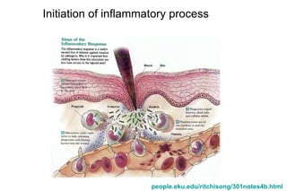 people.eku.edu/ritchisong/301notes4b.html   Initiation of inflammatory process 