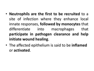 • Neutrophils are the first to be recruited to a
site of infection where they enhance local
innate responses, followed by monocytes that
differentiate into macrophages that
participate in pathogen clearance and help
initiate wound healing.
• The affected epithelium is said to be inflamed
or activated.
 
