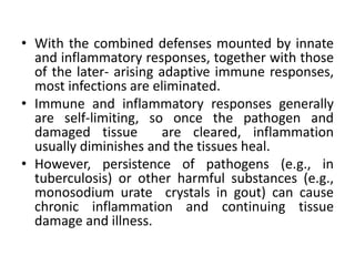 • With the combined defenses mounted by innate
and inflammatory responses, together with those
of the later- arising adaptive immune responses,
most infections are eliminated.
• Immune and inflammatory responses generally
are self-limiting, so once the pathogen and
damaged tissue are cleared, inflammation
usually diminishes and the tissues heal.
• However, persistence of pathogens (e.g., in
tuberculosis) or other harmful substances (e.g.,
monosodium urate crystals in gout) can cause
chronic inflammation and continuing tissue
damage and illness.
 