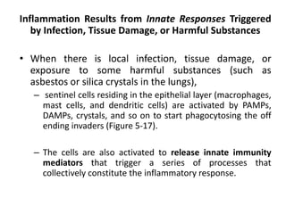 Inflammation Results from Innate Responses Triggered
by Infection, Tissue Damage, or Harmful Substances
• When there is local infection, tissue damage, or
exposure to some harmful substances (such as
asbestos or silica crystals in the lungs),
– sentinel cells residing in the epithelial layer (macrophages,
mast cells, and dendritic cells) are activated by PAMPs,
DAMPs, crystals, and so on to start phagocytosing the off
ending invaders (Figure 5-17).
– The cells are also activated to release innate immunity
mediators that trigger a series of processes that
collectively constitute the inflammatory response.
 